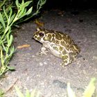 Wechselkröte (Bufo viridis)