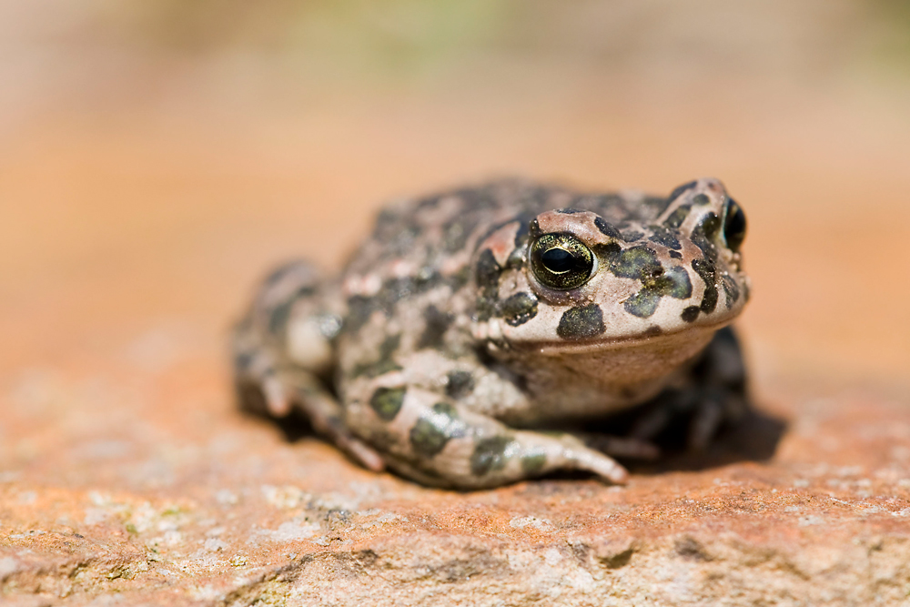 Wechselkröte (Bufo viridis)