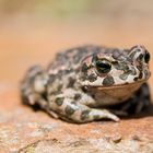 Wechselkröte (Bufo viridis)