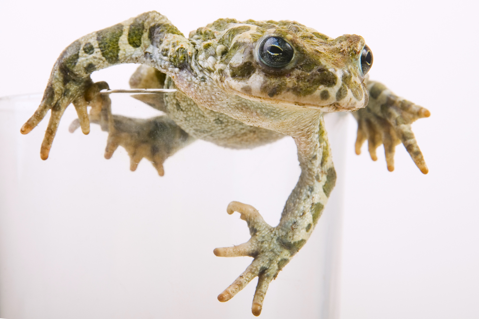 Wechselkröte (Bufo viridis) in einem Glas - European green toad (Bufo viridis) in a classes