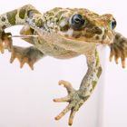 Wechselkröte (Bufo viridis) in einem Glas - European green toad (Bufo viridis) in a classes