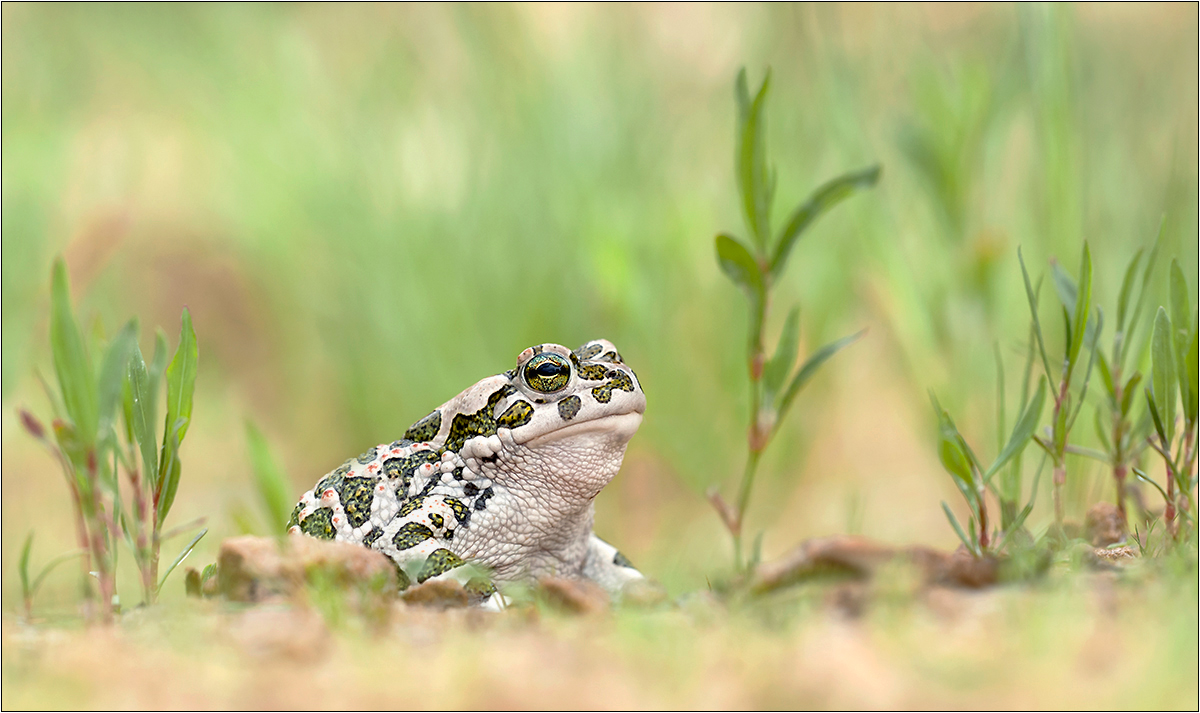 "Wechselkröte (Bufotes viridis)"