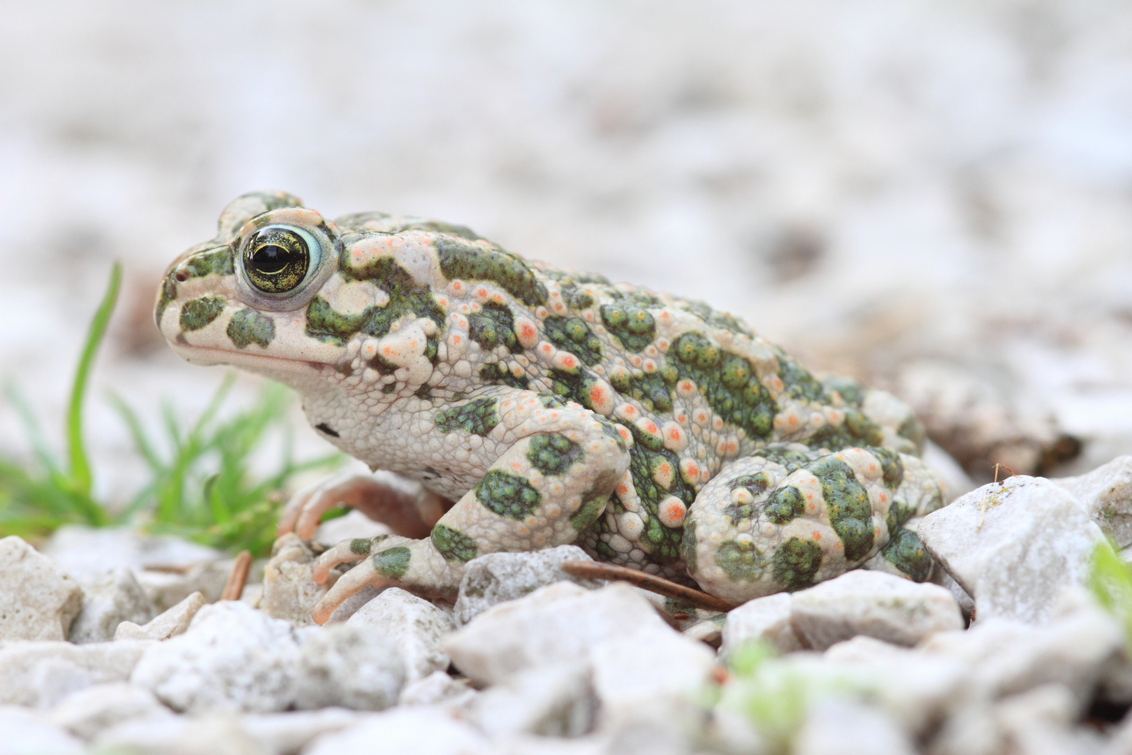 Wechselkröte (Bufotes viridis)