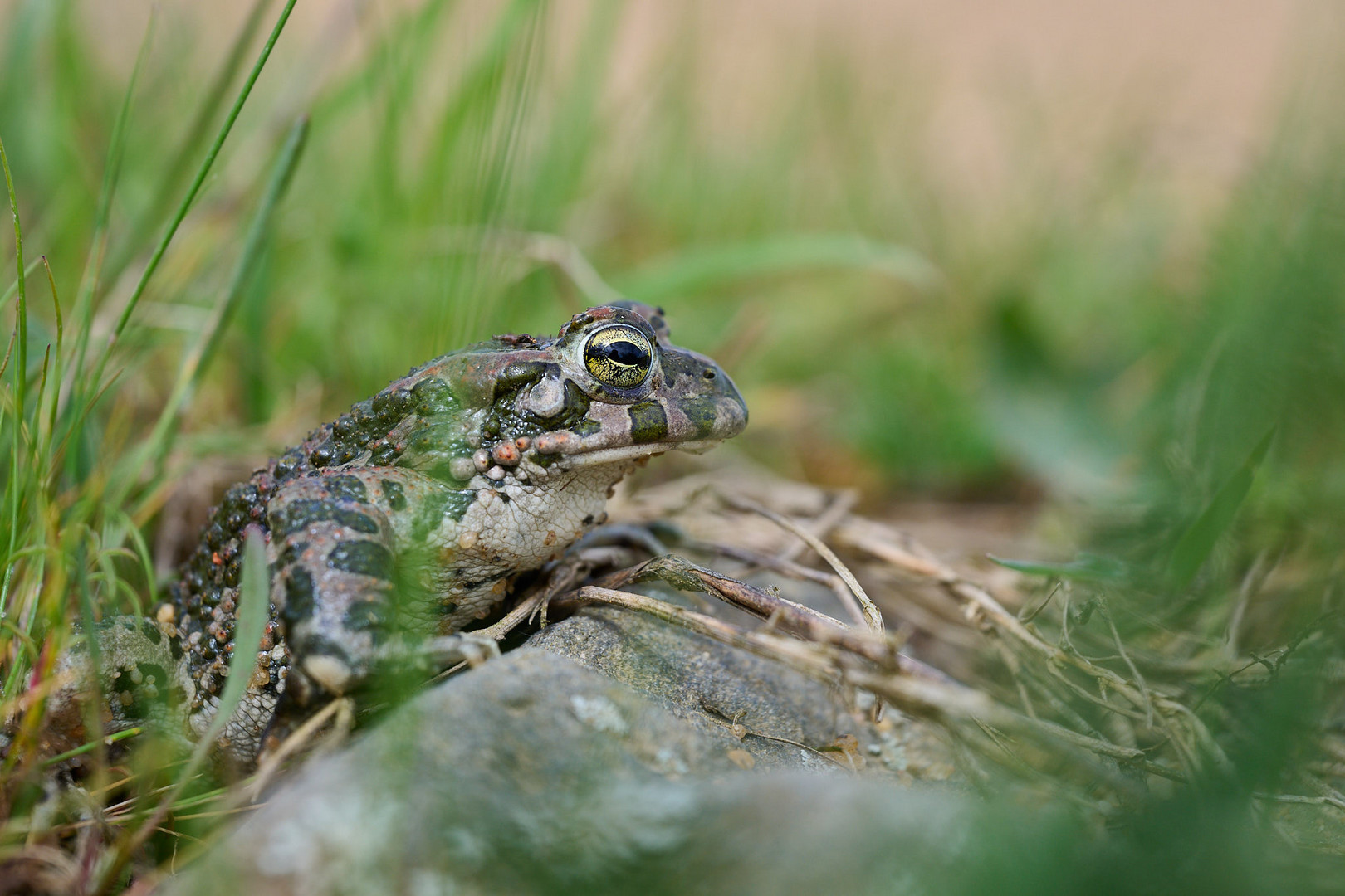 Wechselkröte im rheinischen Braunkohlerevier