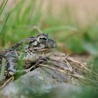 Wechselkröte im rheinischen Braunkohlerevier