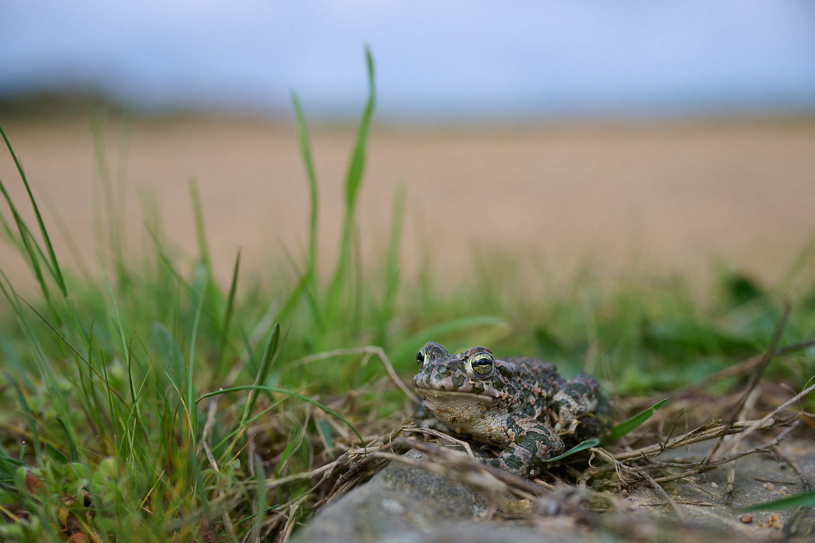 Wechselkröte im Rheinischen Braunkohlerevier