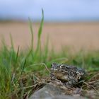 Wechselkröte im Rheinischen Braunkohlerevier