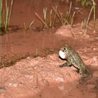 Wechselkröten-Männchen (Bufo viridis)