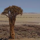 wechselnde Landschaften mit Köcherbaum