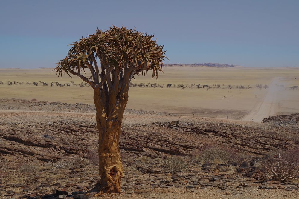 wechselnde Landschaften mit Köcherbaum