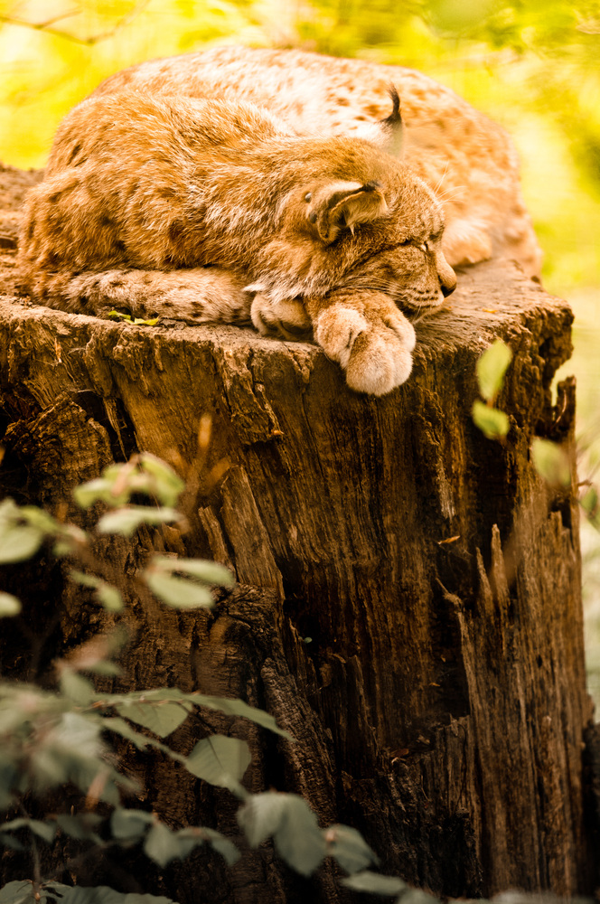 weck nicht den schlafenden Tiger