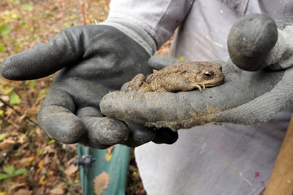 Wecke keine schlafenden Erdkröten – außer zu einem guten Zweck 03