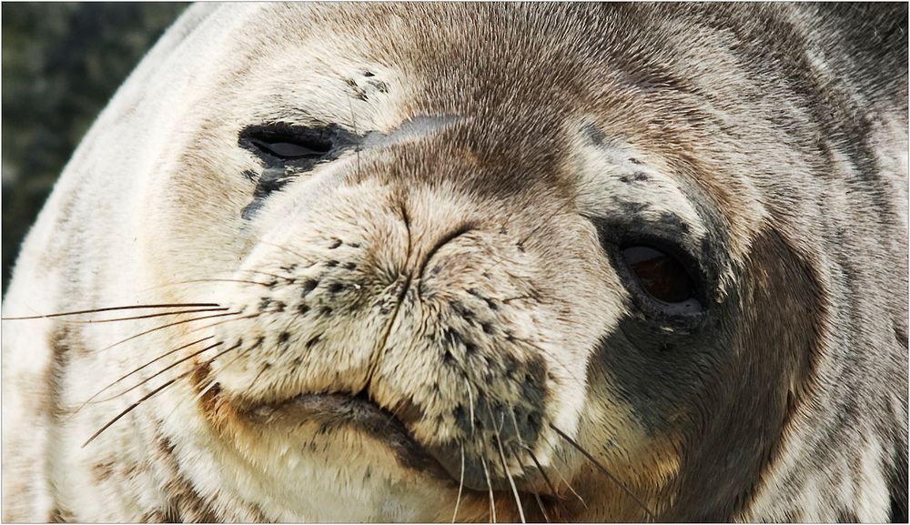 [ Weddell Seal ]