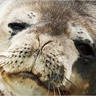 [ Weddell Seal ]