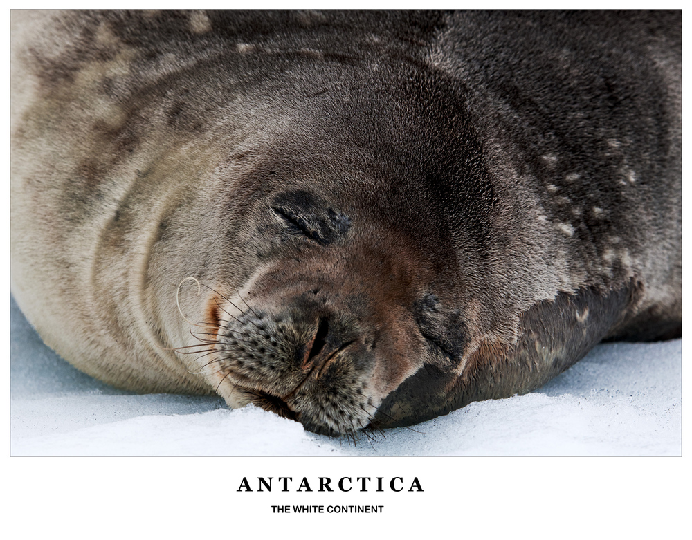 [ Weddell Seal ]