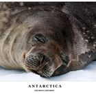 [ Weddell Seal ]