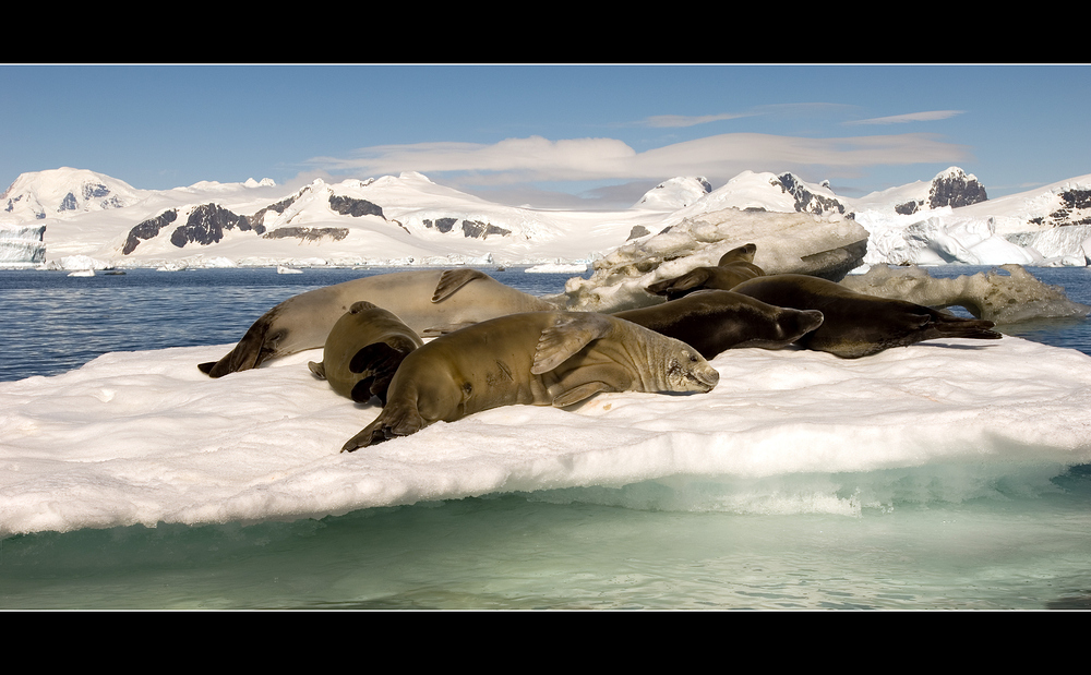 Weddell Seals • Antarctic Peninsula