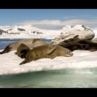 Weddell Seals • Antarctic Peninsula