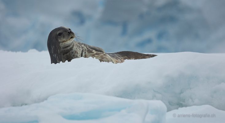 Weddellseal