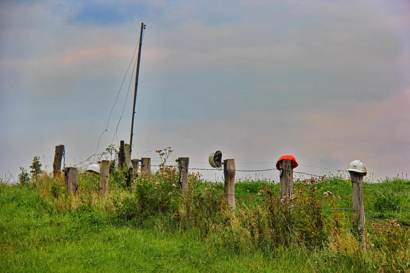 Weddewarden 005 (Deichvorland)