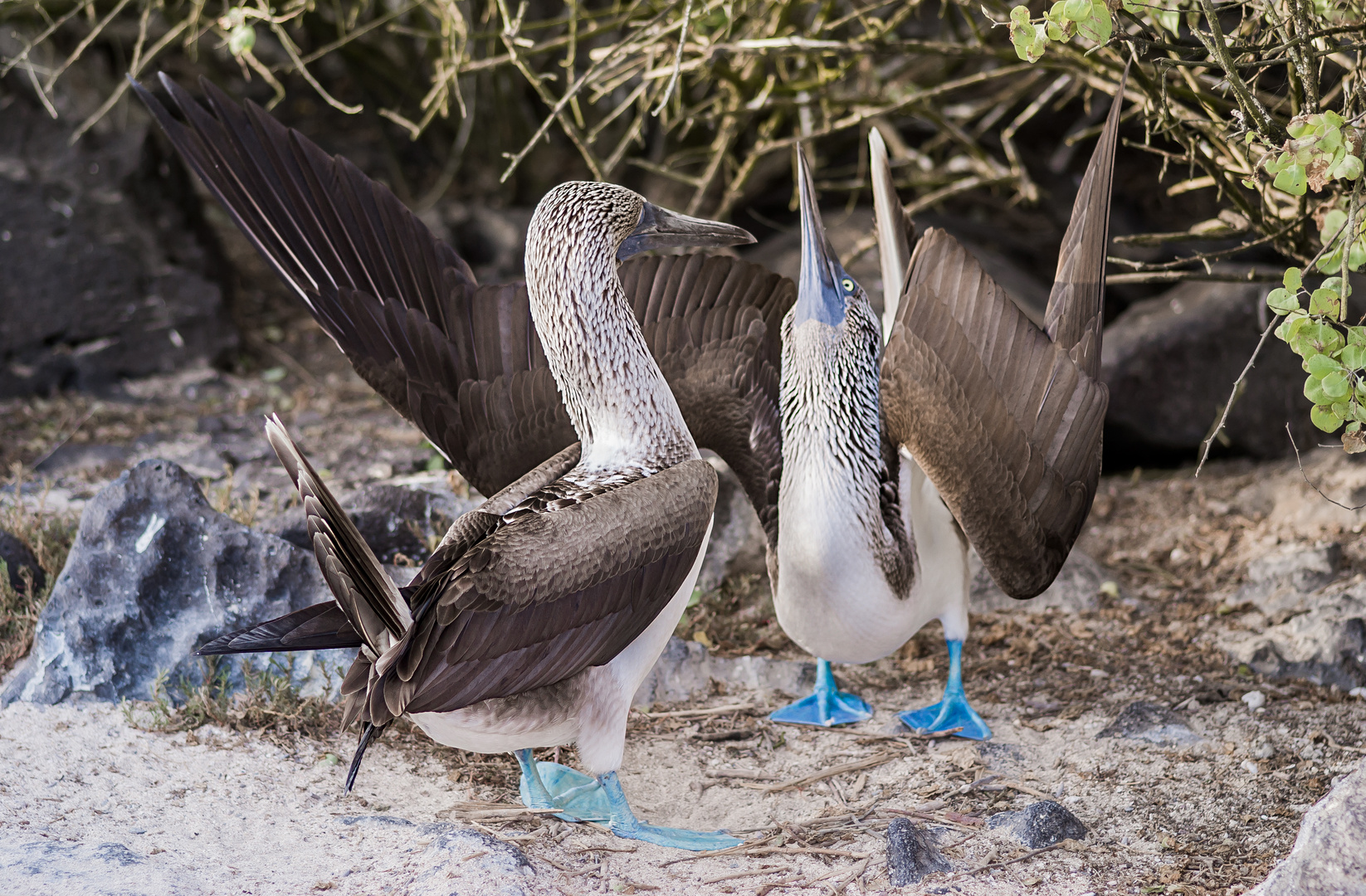 Wedding Dance of the Blue-Footed Boobies