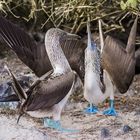 Wedding Dance of the Blue-Footed Boobies