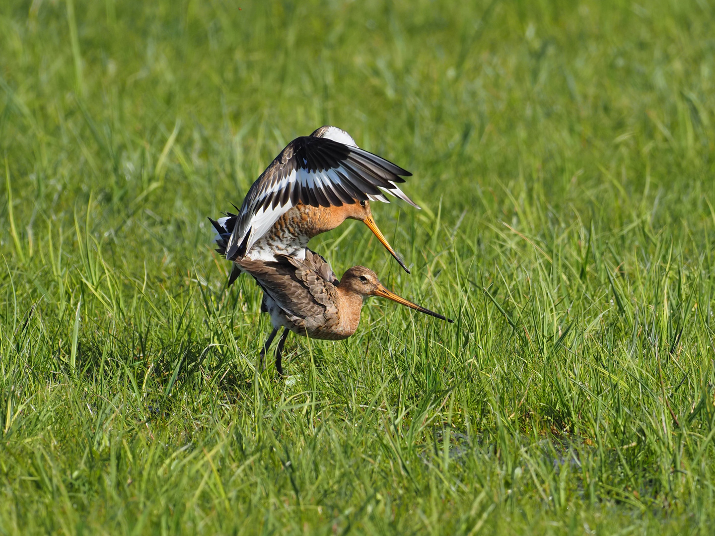 Wedding of the black-tailed godwits ("Uferschnepfen-Hochzeit")