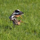 Wedding of the black-tailed godwits ("Uferschnepfen-Hochzeit")