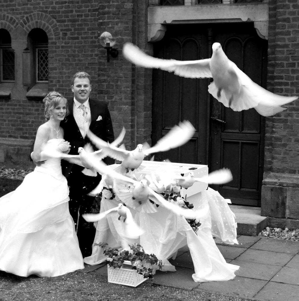 wedding pigeon!!