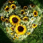 wedding sunflower