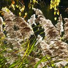 Wedel im Wind und Sonnenschein