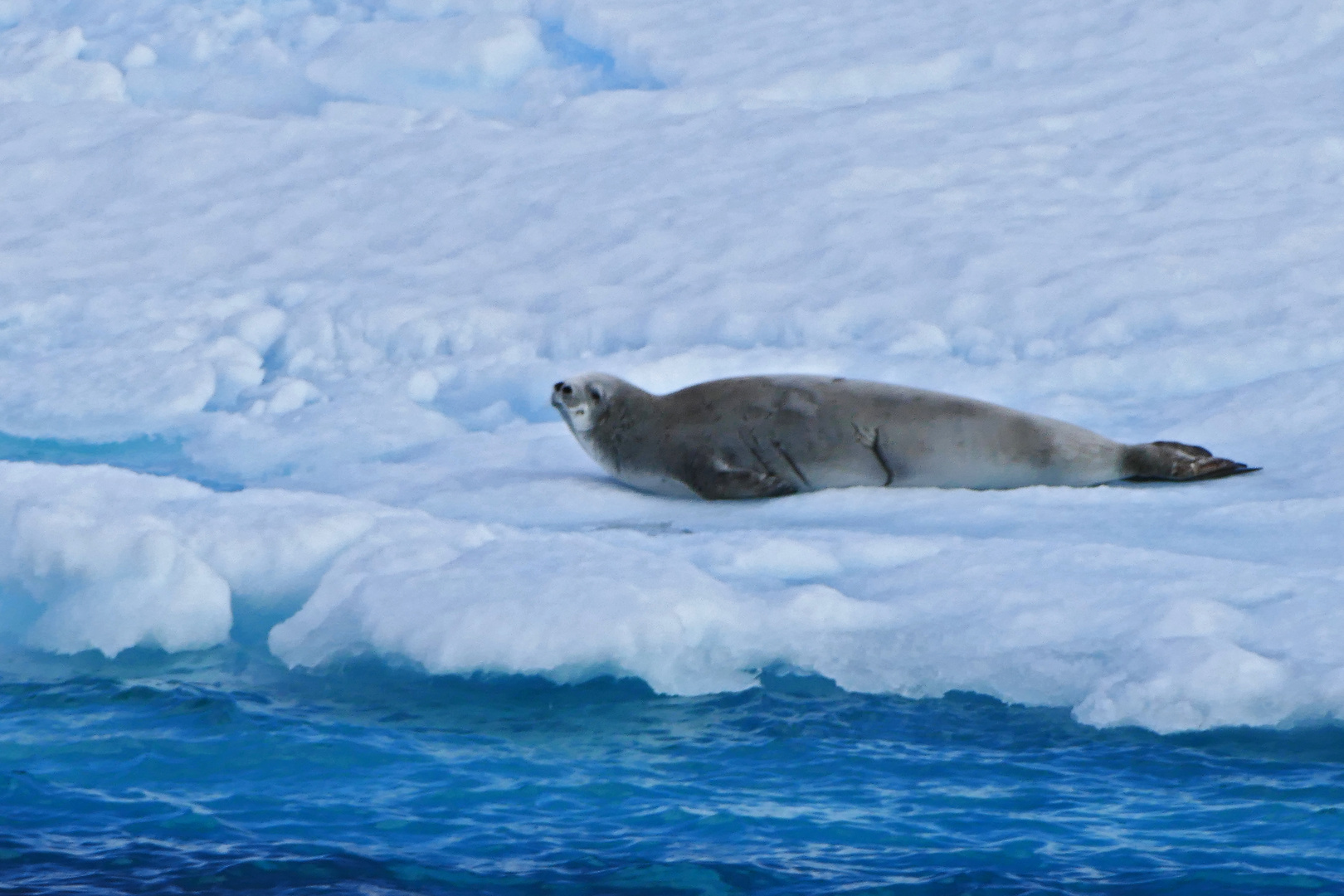 Wedell-Robbe auf einer Eisschole