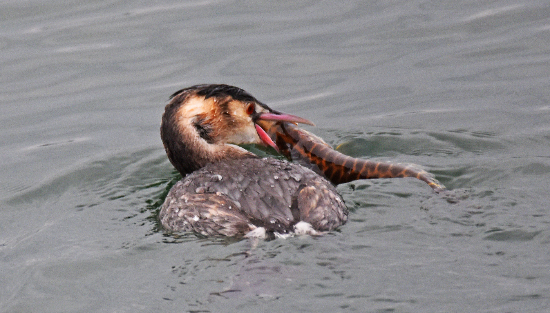 Weder Fisch noch Vogel?