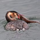 Weder Fisch noch Vogel?