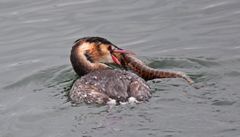 Weder Fisch noch Vogel?