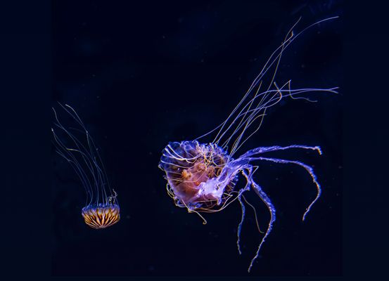 Weder Herz noch Hirn