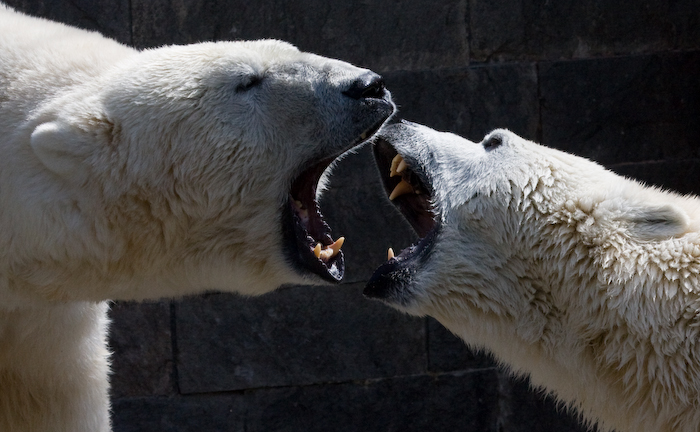 weder Knut noch Flocke