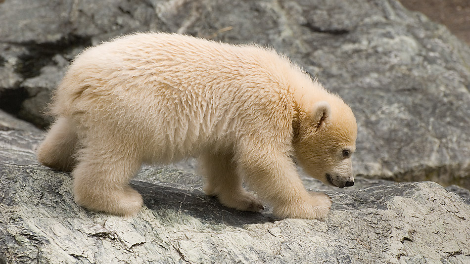 Weder Knut noch Flocke! Wilbär, der aus dem wilden Süden!