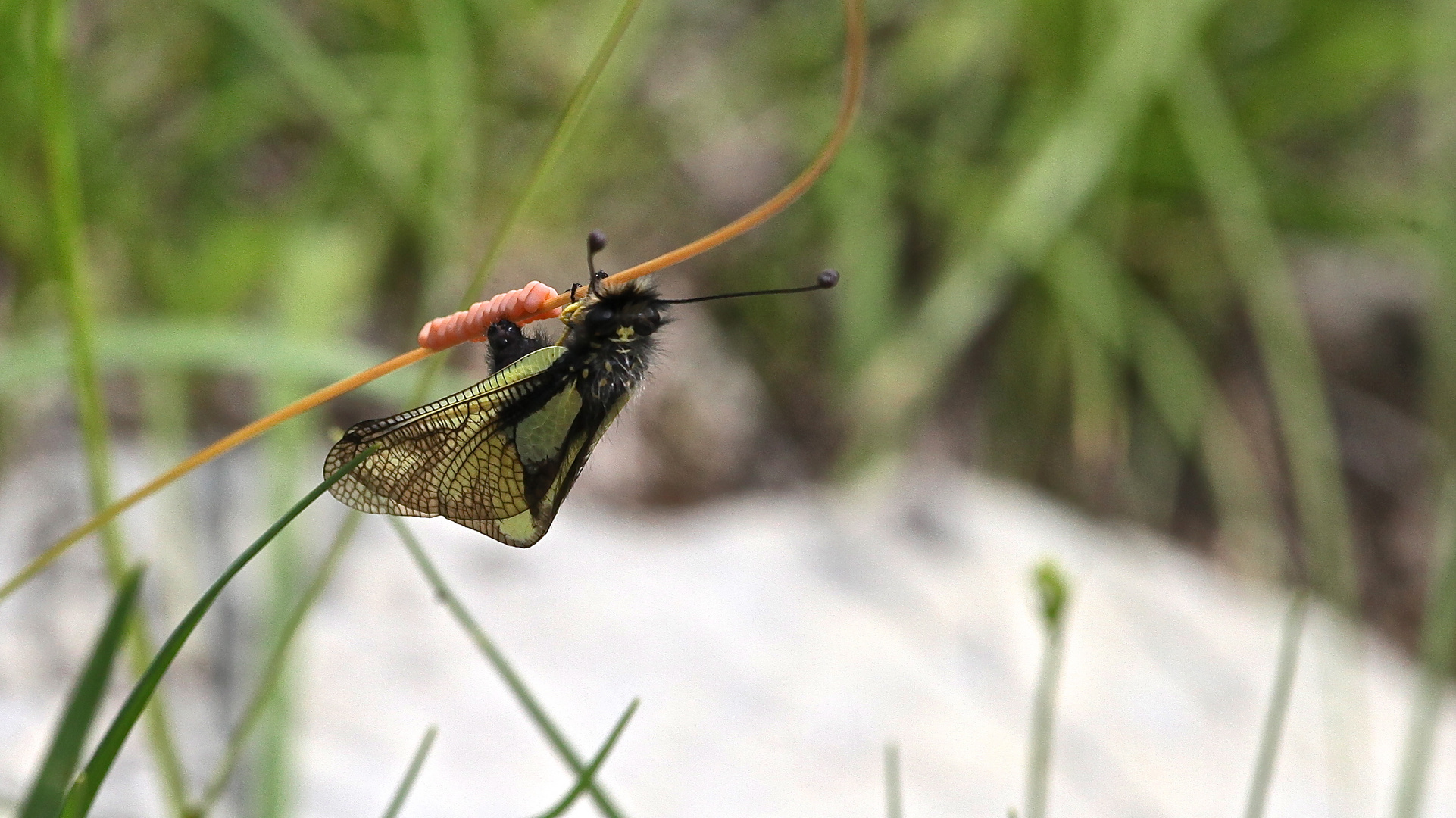 Weder Libelle,noch Schmetterling : Libellen-Schmetterlingshaft bei Eiablage