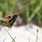 Weder Libelle,noch Schmetterling : Libellen-Schmetterlingshaft bei Eiablage