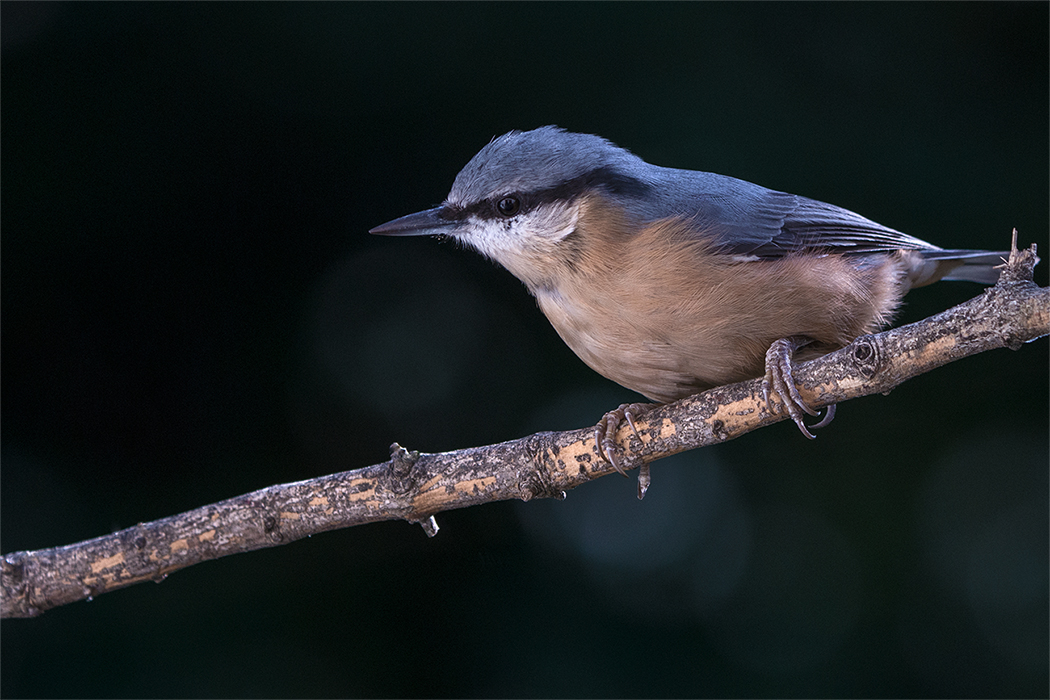 Weder Specht Noch Meise Foto Bild Tiere Kleiber Singvogel Bilder Auf Fotocommunity