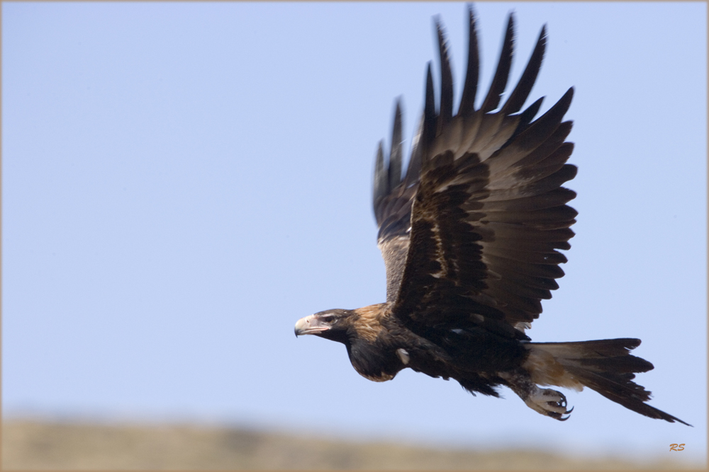 wedge tail eagle