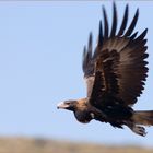 wedge tail eagle