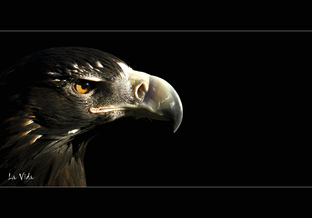 Wedge-tailed Eagle