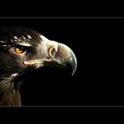 Wedge-tailed Eagle