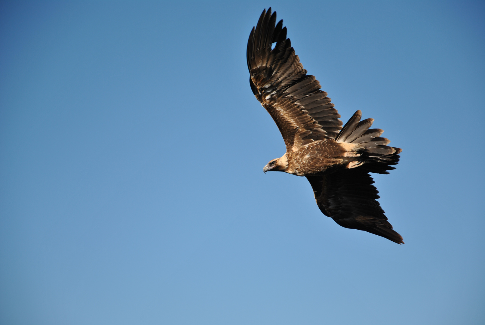 Wedge-tailed Eagle