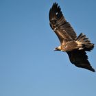 Wedge-tailed Eagle