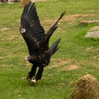 Wedge Tailed Eagle