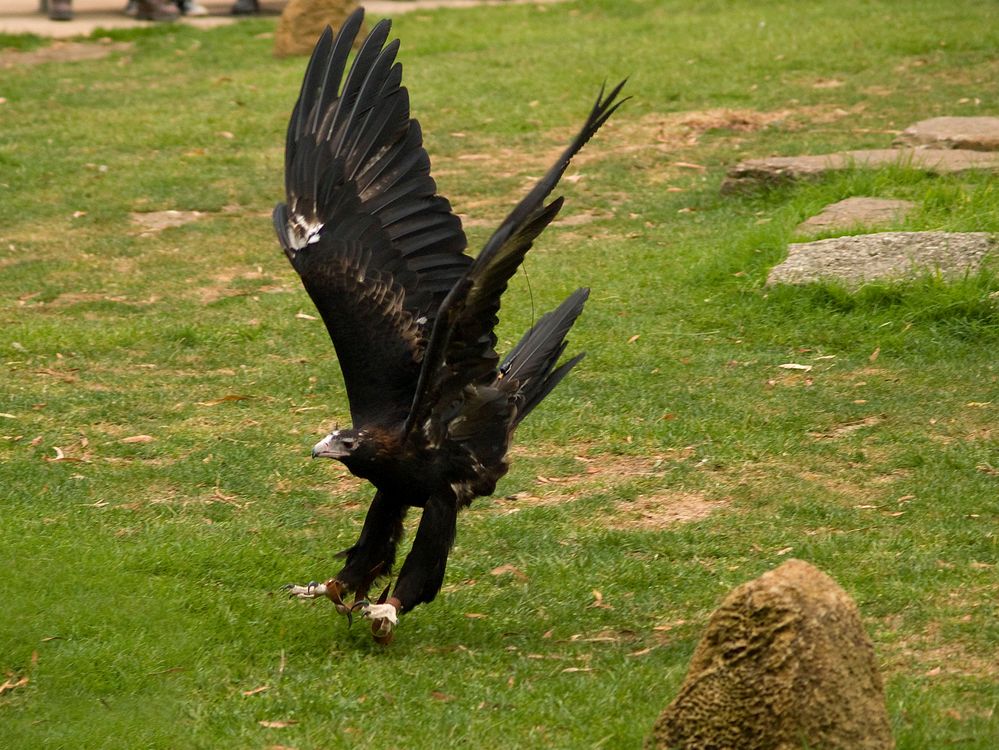 Wedge Tailed Eagle