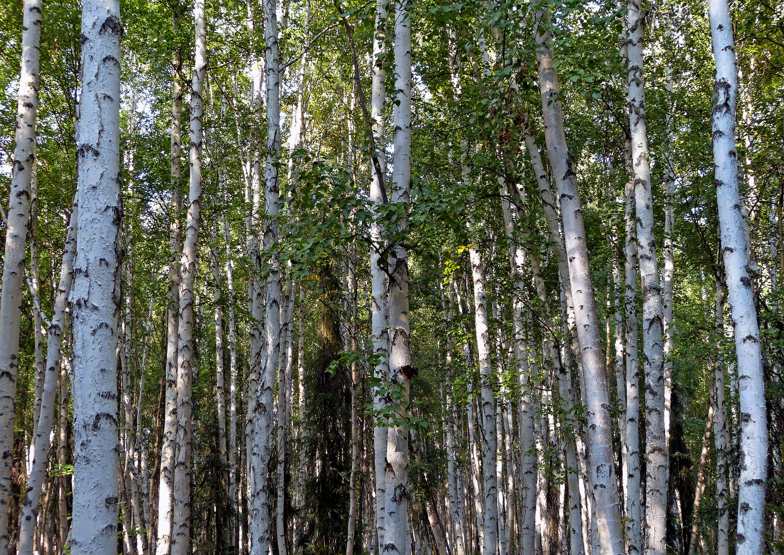 Wedgewood Wildlife Sanctuary Fairbanks Alaska